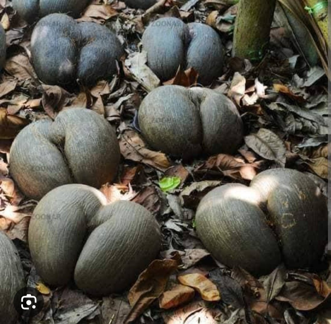 Kaylan_Travel's tweet photo. Coco de mer: the largest seed on the plane. Comes from a rare palm that grows naturally only in the Seychelles. 

Do you wish to visit #Seychelles?

✈️Direct flights on KQ FROM NBO : Sun, Tue, Fri( 3 times a wk)

📞 0705 105 105
0701 105 105
📩Sales@kaylantravel.com https://t.co/BCnBgKGq1T