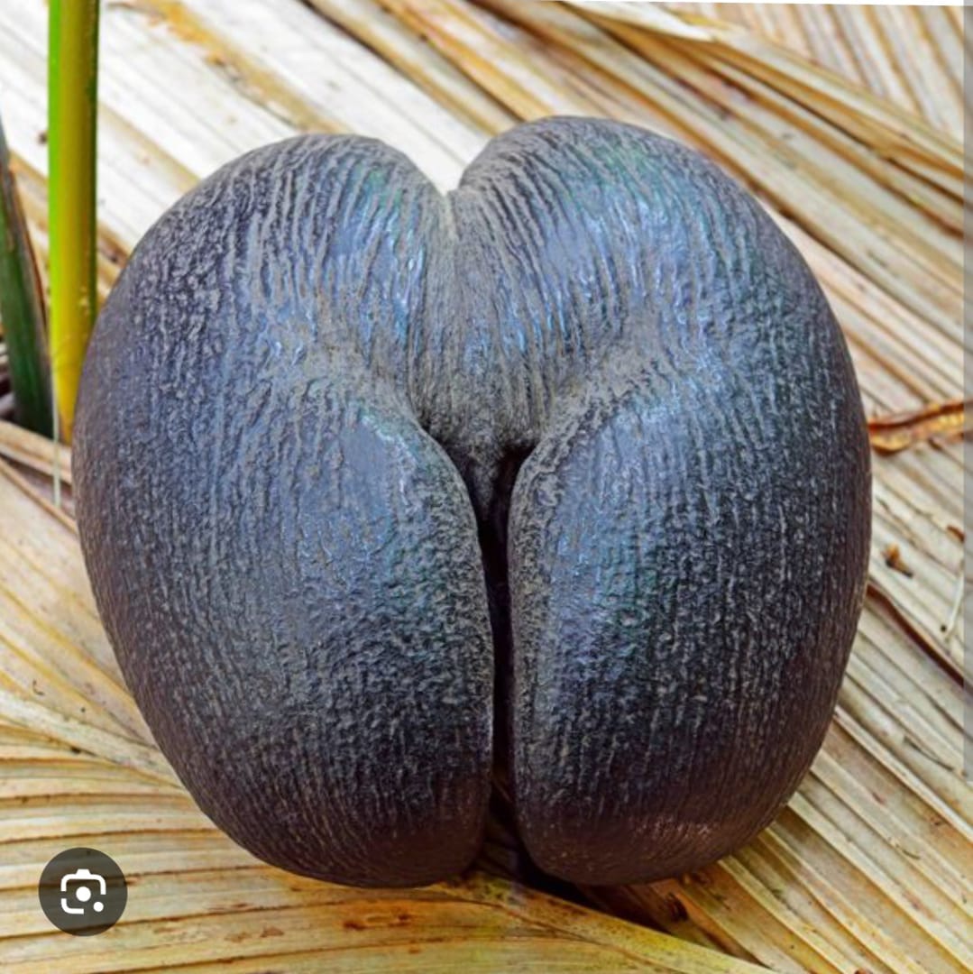 Kaylan_Travel's tweet photo. Coco de mer: the largest seed on the plane. Comes from a rare palm that grows naturally only in the Seychelles. 

Do you wish to visit #Seychelles?

✈️Direct flights on KQ FROM NBO : Sun, Tue, Fri( 3 times a wk)

📞 0705 105 105
0701 105 105
📩Sales@kaylantravel.com https://t.co/BCnBgKGq1T