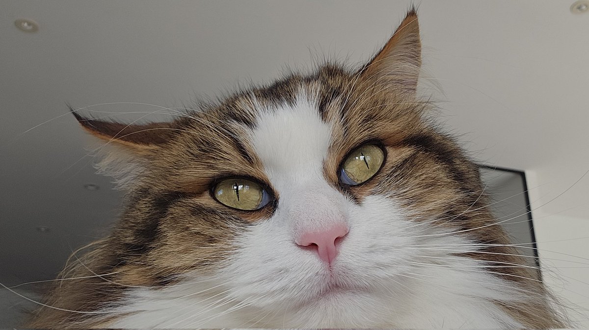 🐈🐈‍⬛ tweet media