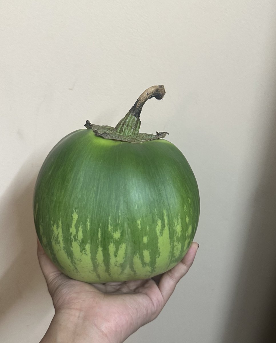 nemo_rao's tweet photo. For the first time, I'm carrying a GI-tagged Mattu Gulla that is as big as my hand! ✨ Do you know the story of how this unique vegetable originated in a small village in Udupi?
#mattugulla https://t.co/ltbStRq4d0