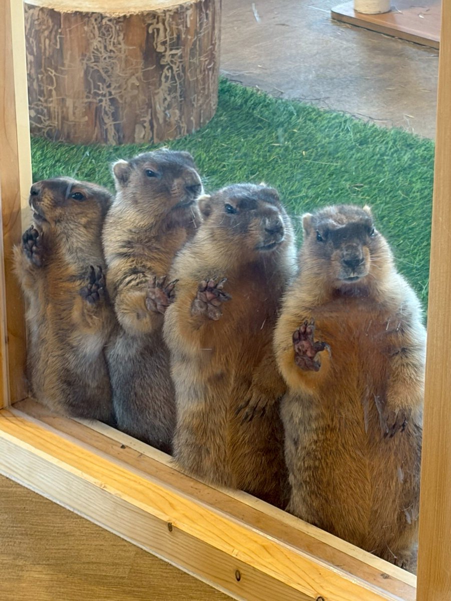 おやつタイム順番待ちのマーモットたち🍠