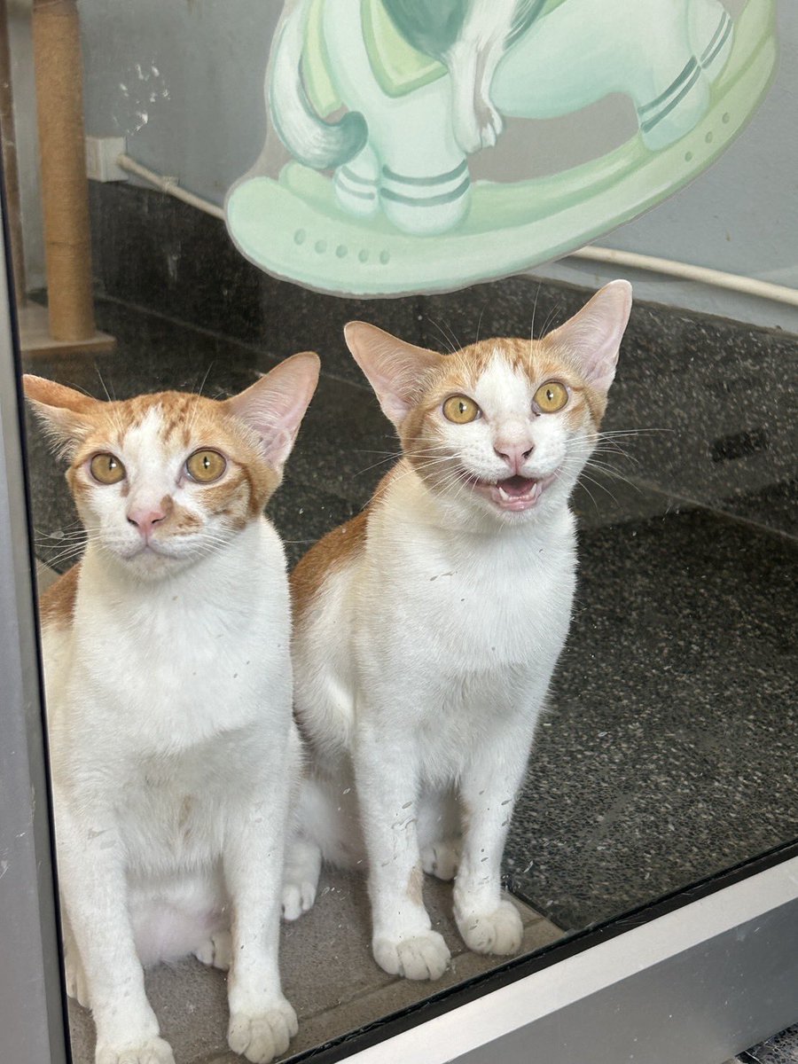 พวกผมได้บ้านคู่กันเลยค้าบบ นั่งรออุนแม่มารับคับบ 🐈💗