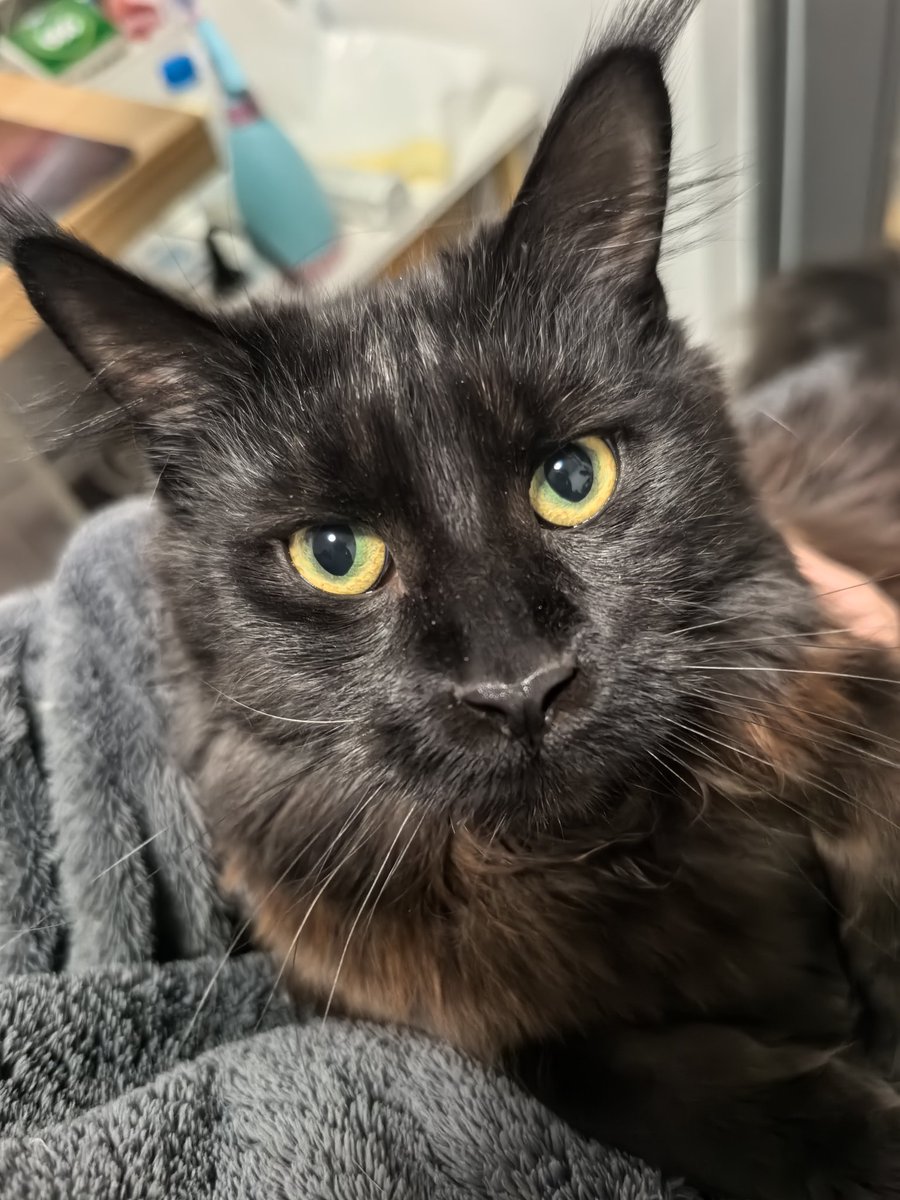 FlashCCCC's tweet photo. 猫 https://t.co/hocSAkgfWI