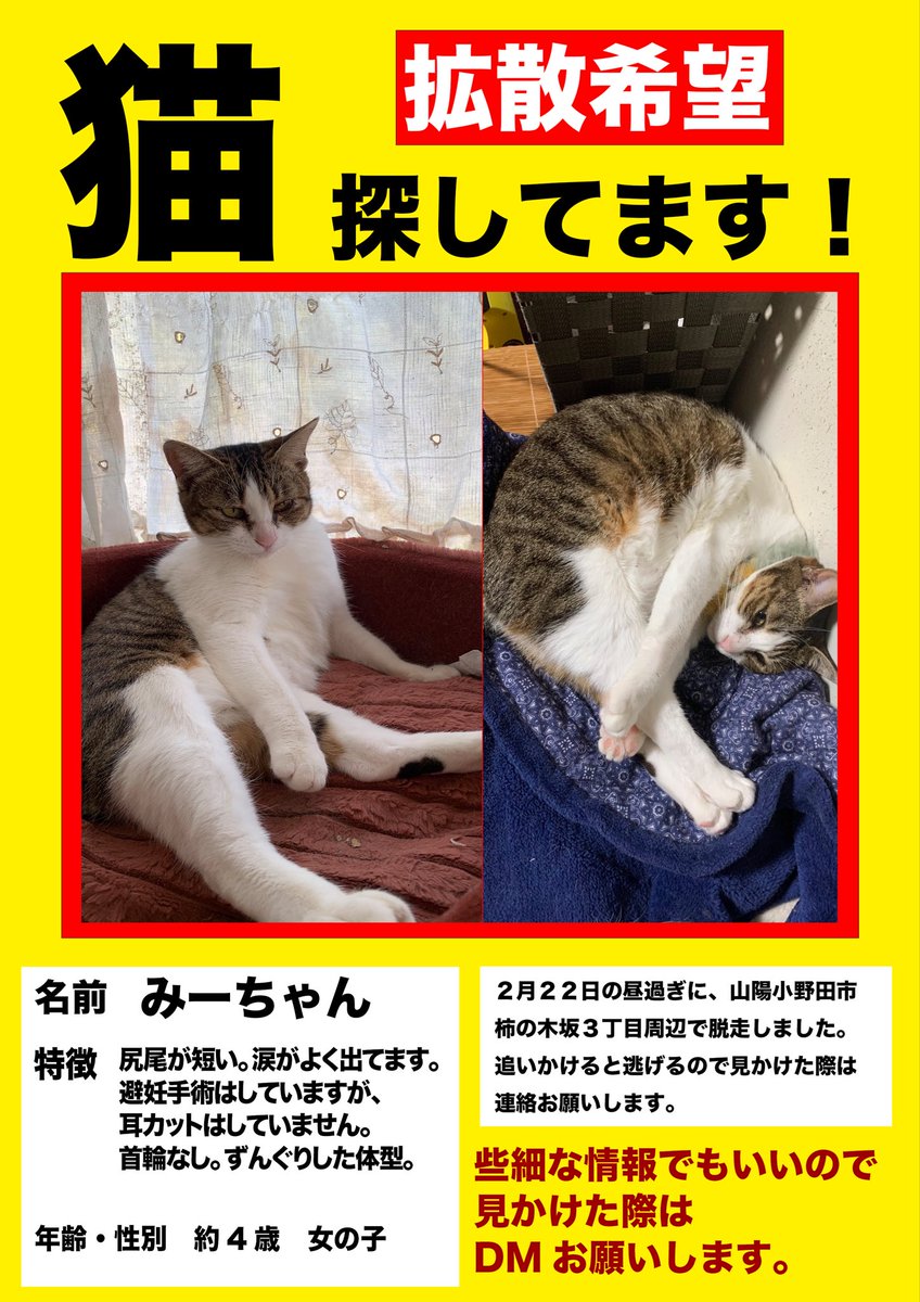 Fukulqfw's tweet photo. 猫探しています。
2月22日、山口県山陽小野田市柿の木坂3丁目周辺で脱走しました。
臆病なため見かけた際は追いかけず、場所や時間を教えて欲しいです。
どんな些細な情報でも構いません。
どうかお願いします。
#拡散希望
#猫
#猫脱走
#迷子猫
#迷い猫
#山陽小野田市
#柿の木坂 https://t.co/0pSknFLyKd