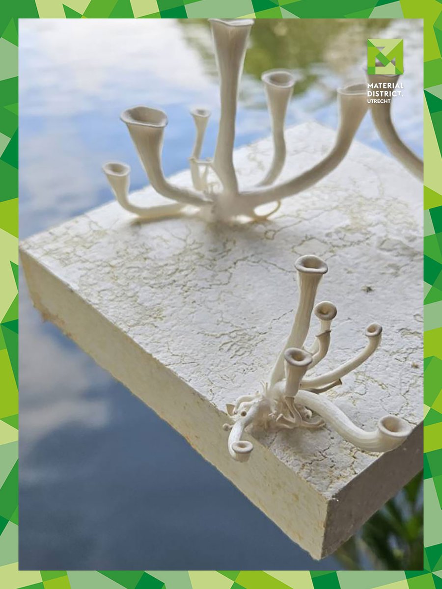 materialdistrct's tweet image. Material of the day: Mush Art Tiles 🍄✨
By Mush Composites, these decorative wall tiles are grown from mycelium-based composites. Lightweight, low-carbon. 

Discover them at MaterialDistrict Utrecht (4–6 March 2026). 🎟️

#MaterialoftheDay #Material