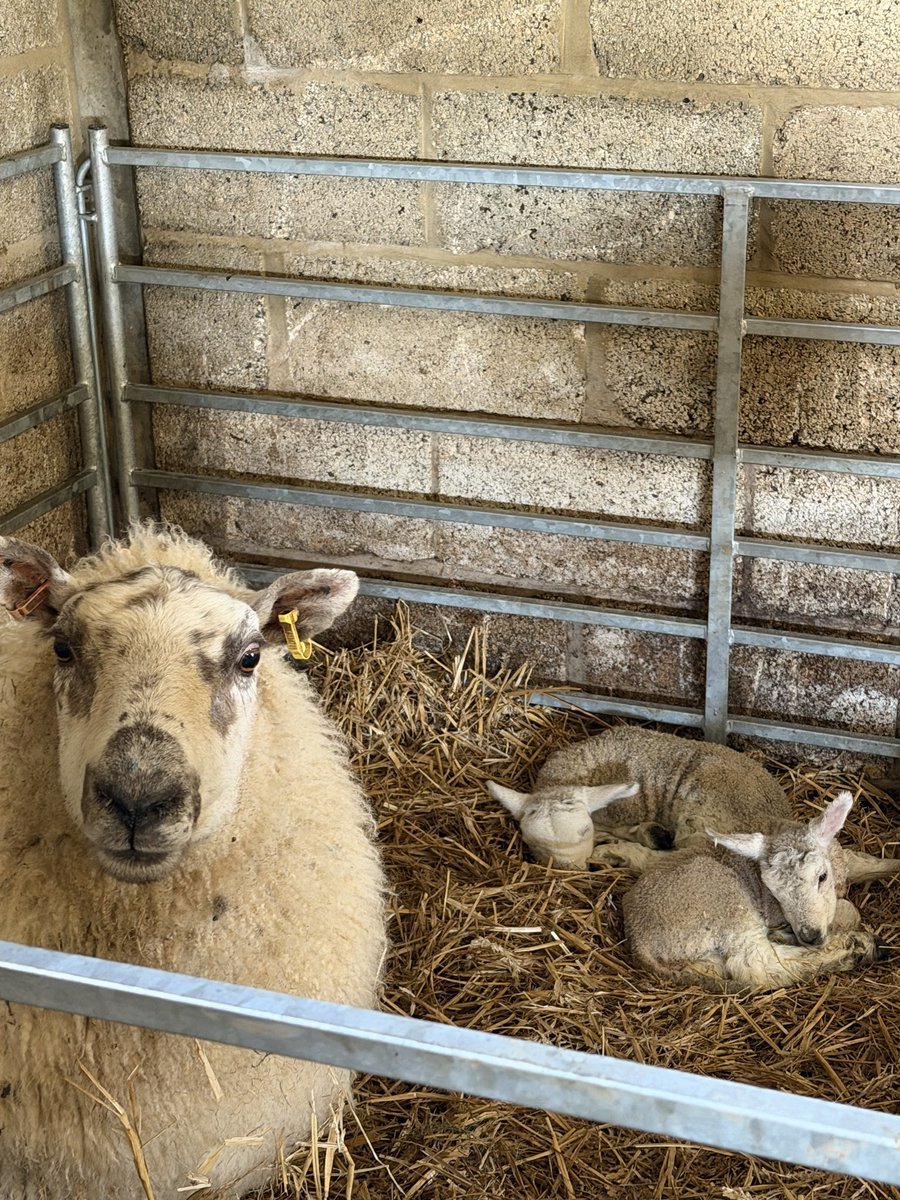 John Burns Primary tweet media