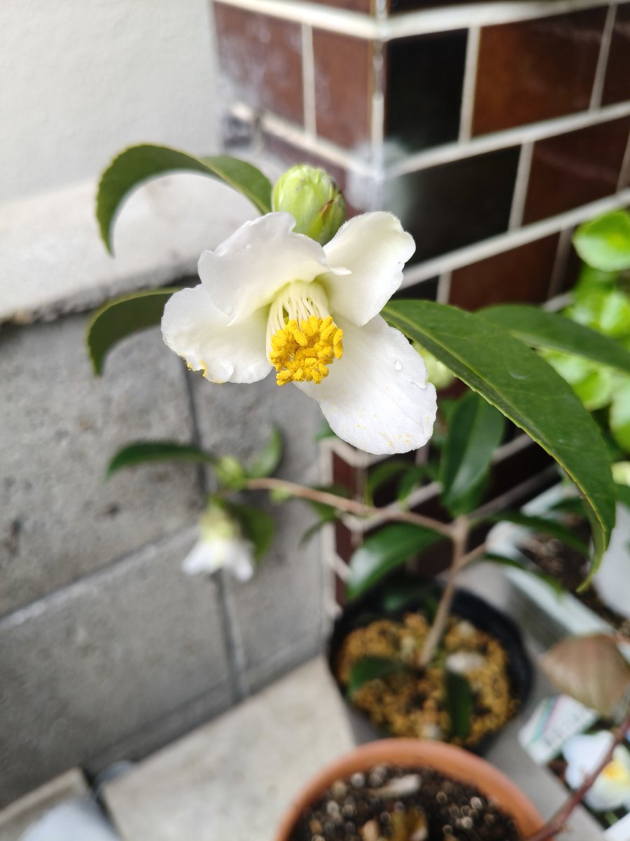 昨年アマゾンで買った「白い椿亅 がやっと咲きだした。 明日はきっと