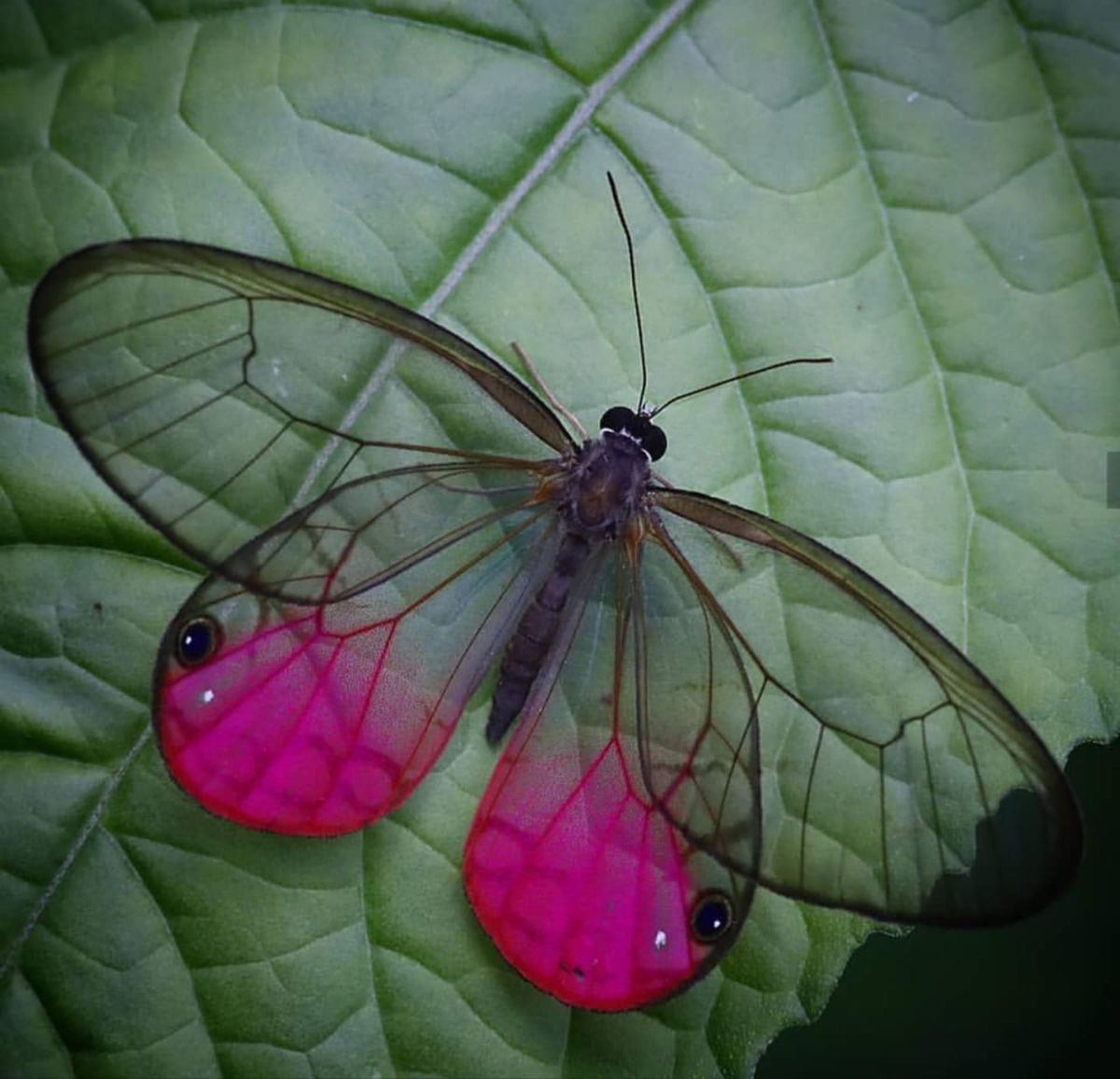 blushing phantom butterfly