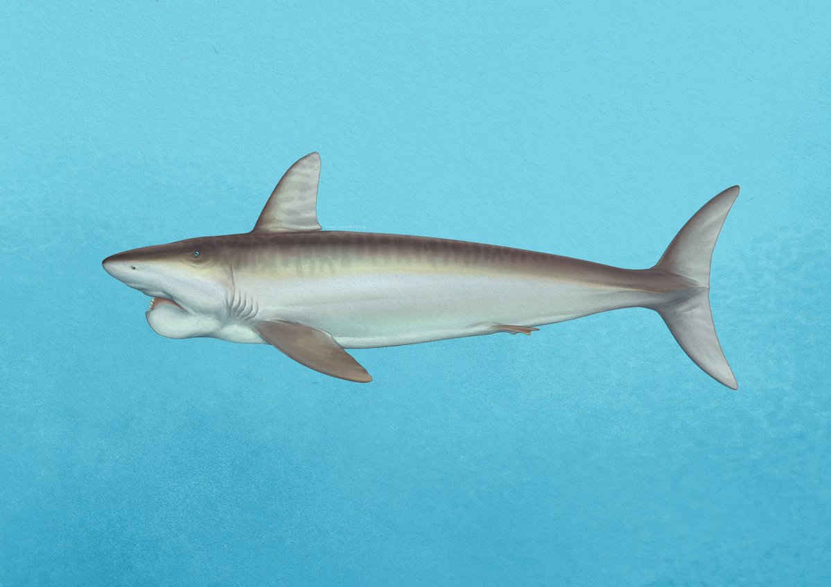 Helicoprion

Day 7 drawing Extinct Aquatic Creatures as part of Ngabuburit activities during Ramadan.