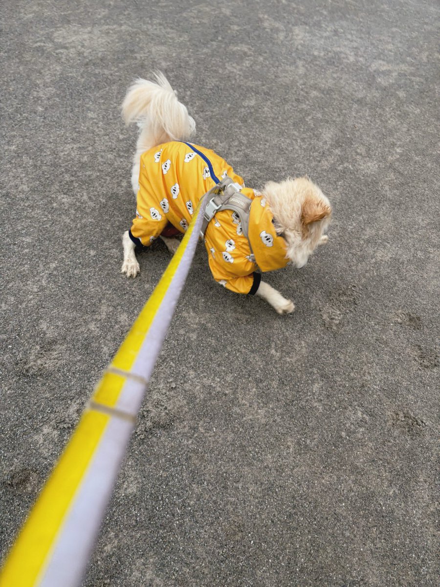 小さい子連れたお母さんに「ほら、ワンちゃんだってレインコート着て遊んでるよ！〇〇ちゃんだけだよ着てないの！」って言われてた犬