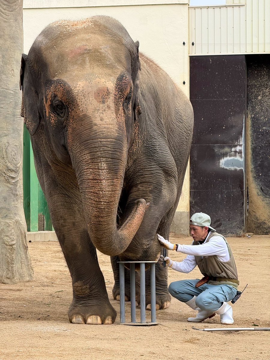 通じ合ってるね

2026.2.15
#王子動物園 #アジアゾウ #ズゼ