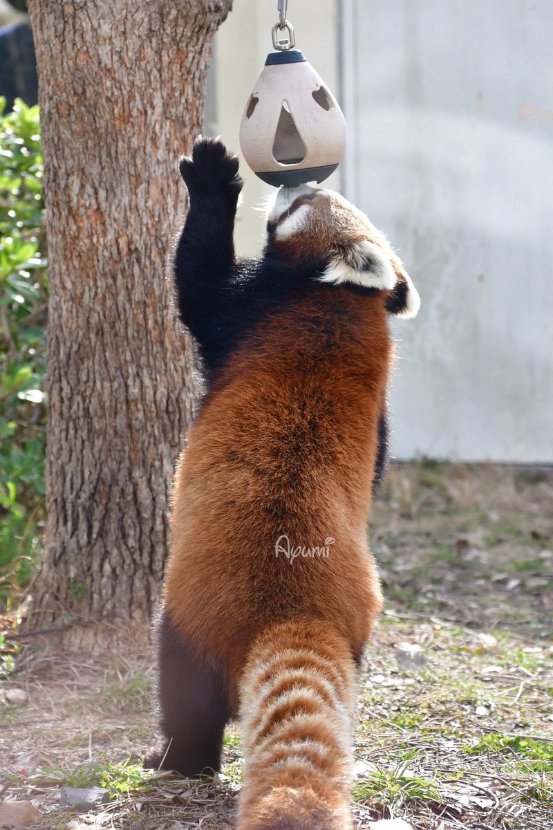 頑張ってる時に手が「ぱぁ」ってなるとこ可愛いよねぇ〜🥰💕 #京都市