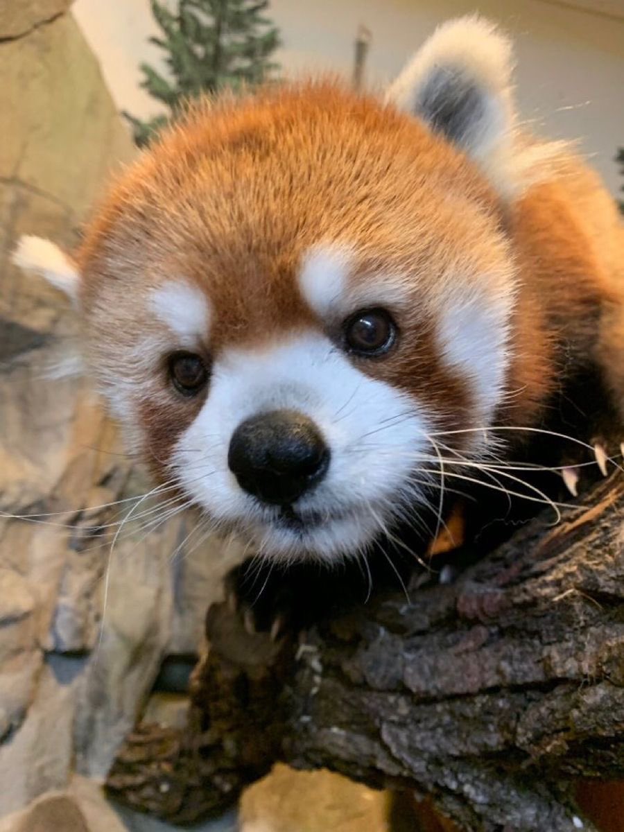 유우시 레드팬더 tweet media