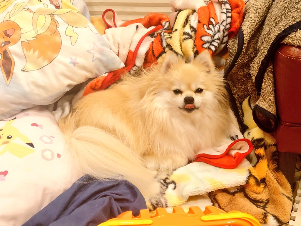 のん（3才のポメラニアン） tweet media