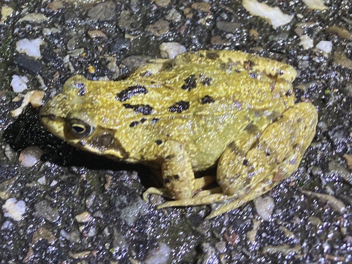 Ruud van Cuijk tweet media