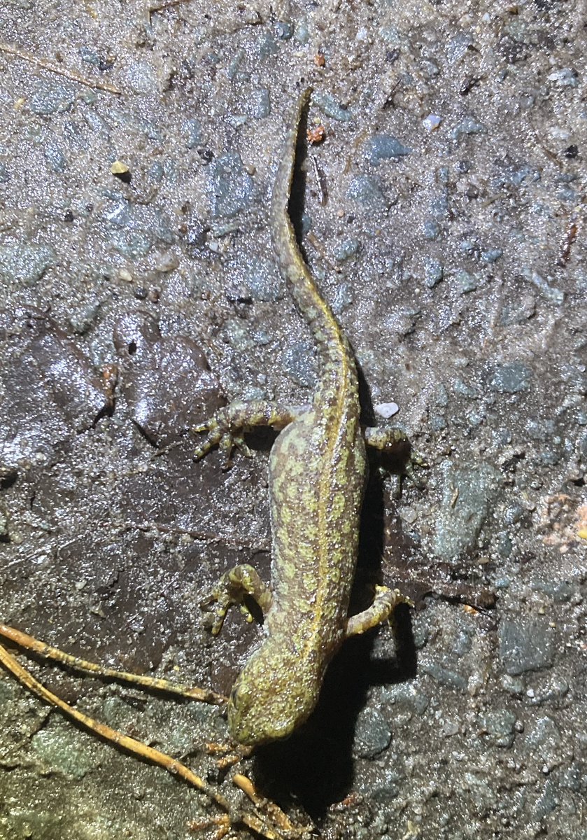 Ruud van Cuijk tweet media