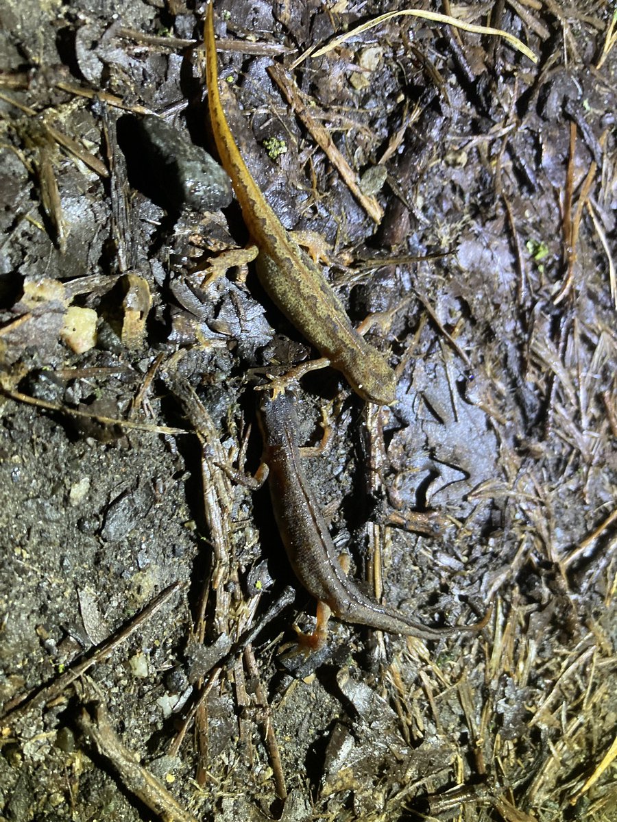 Ruud van Cuijk tweet media