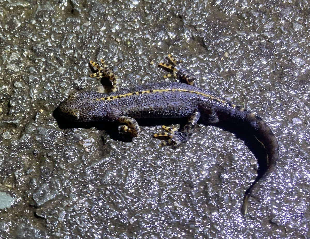 Ruud van Cuijk tweet media