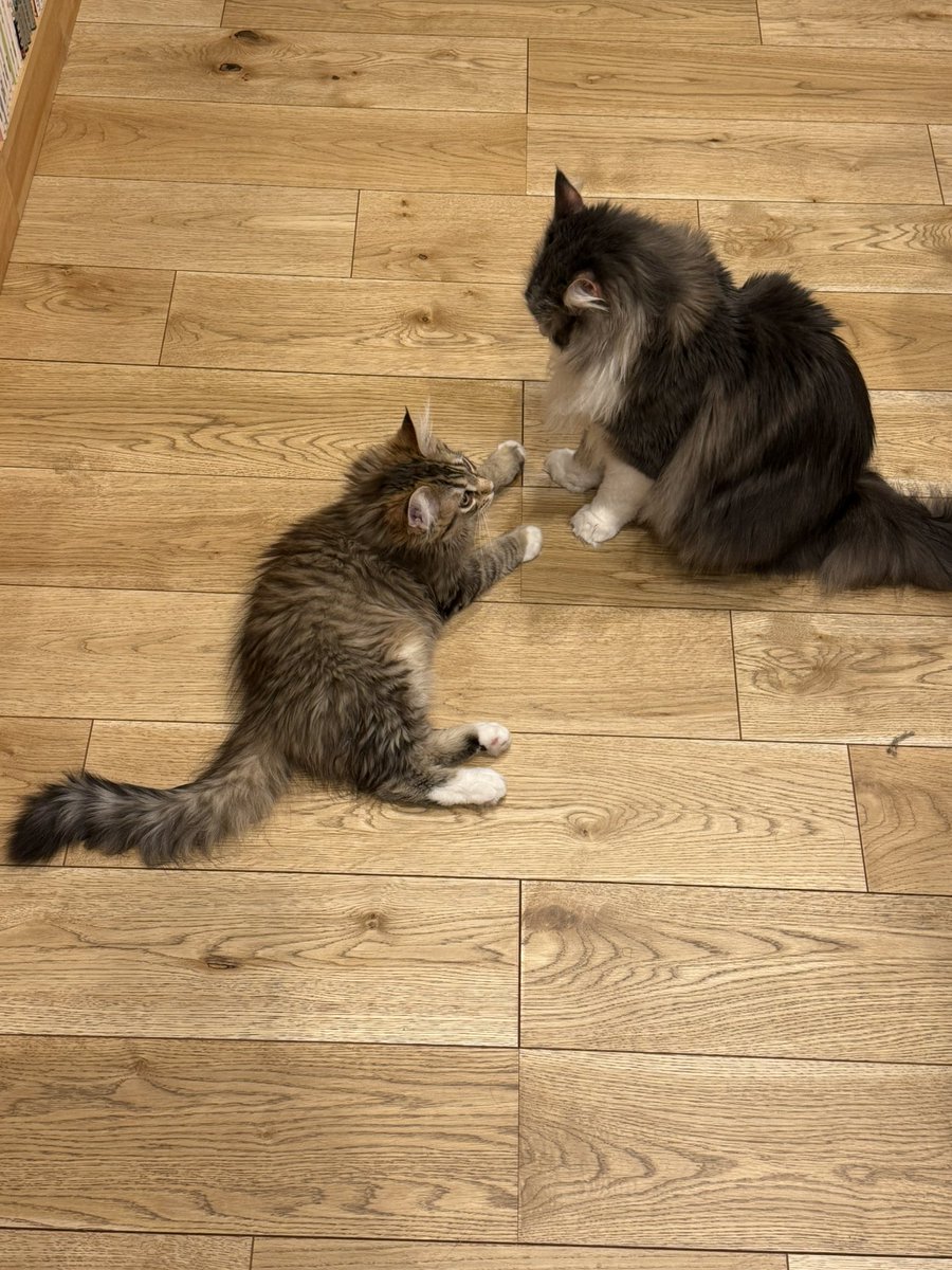 ベギラマに叱られるふささん