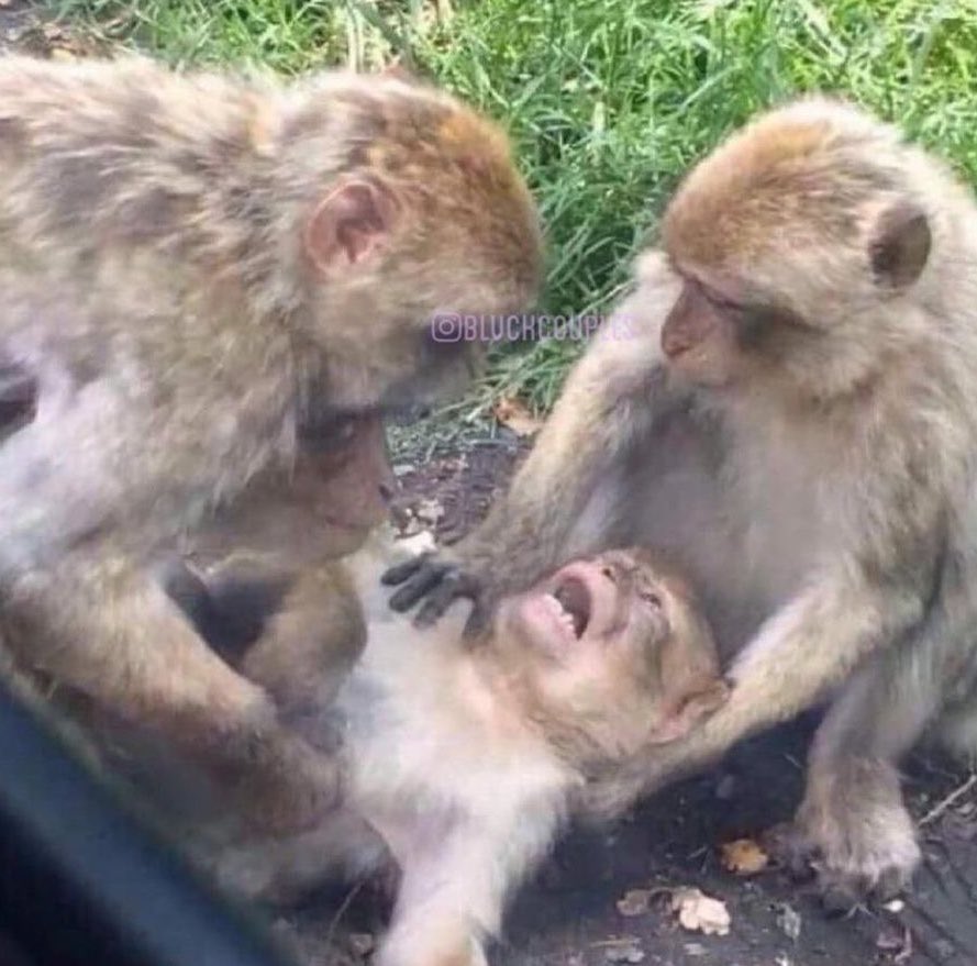 <a href="/blacktwiterthrd/">WELCOME TO BLACK TWlTTER </a> Adin Ross be like :