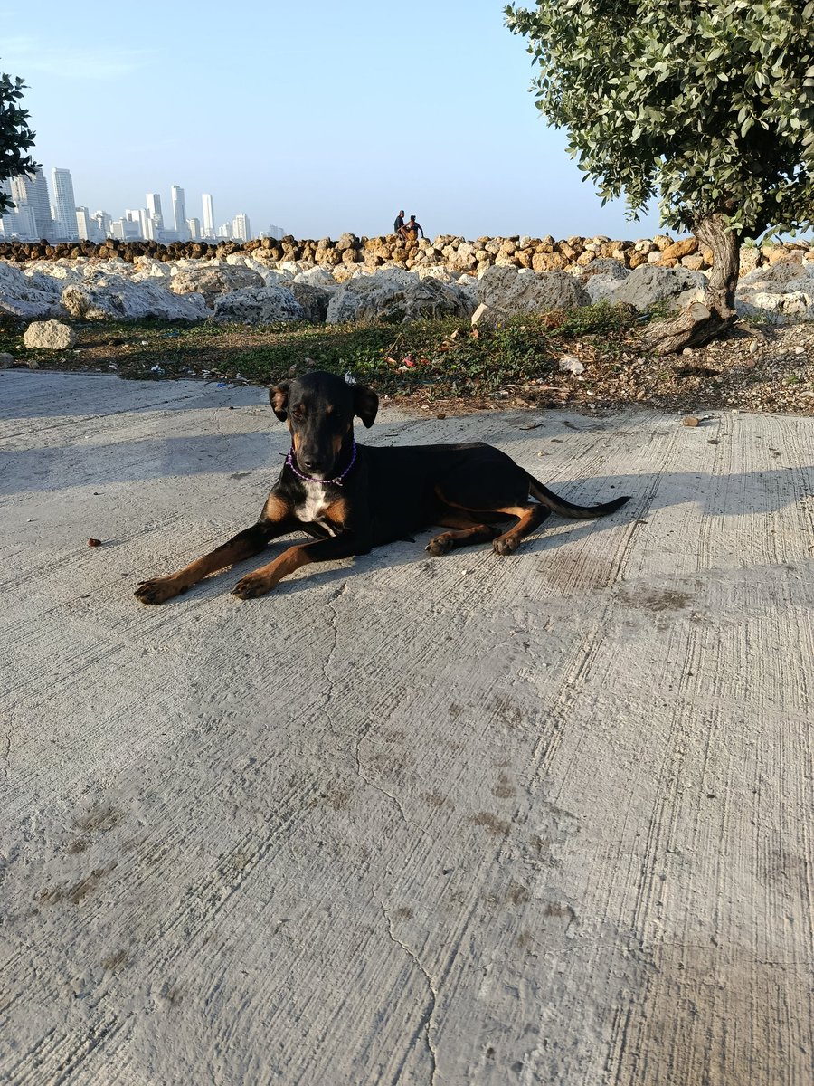 Otra Criatura, solita, no me recibe  Nada,  en el semáforo donde inicia la Avenida Bocagrande <a href="/Marce_Tabares/">Marce Tabares 🐶</a> <a href="/AsociacionMi/">Asociacion de Protección Animal Mi Mejor Amigo</a> <a href="/dumek_turbay/">Dumek Turbay Paz</a> me dirán porque no los ayudo, estoy de Visita, del Valle del Cauca.