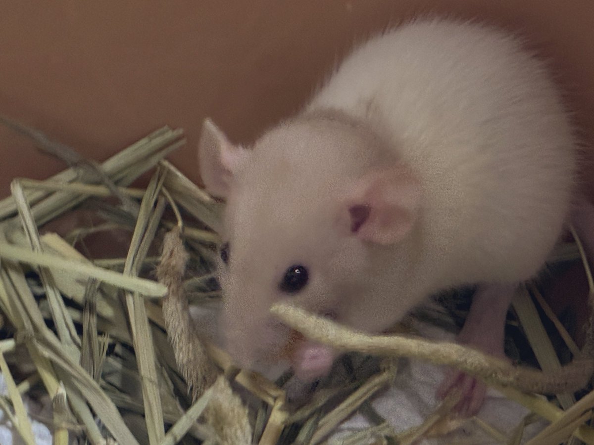 だけん₍ᐡ-᷅ ·̫ -᷄ᐡ₎ tweet media