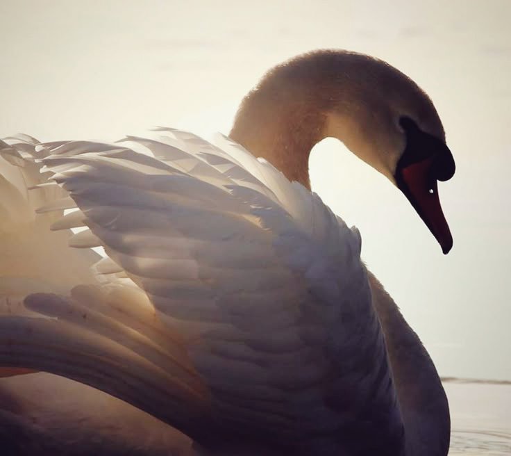 LiveToLove tweet media