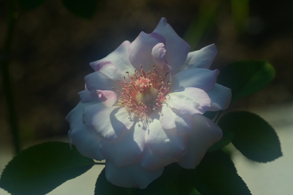 Delicious Mood' Yuji Yasuda🇯🇵/2008 ＃バラ ＃JAPANROSE ＃花