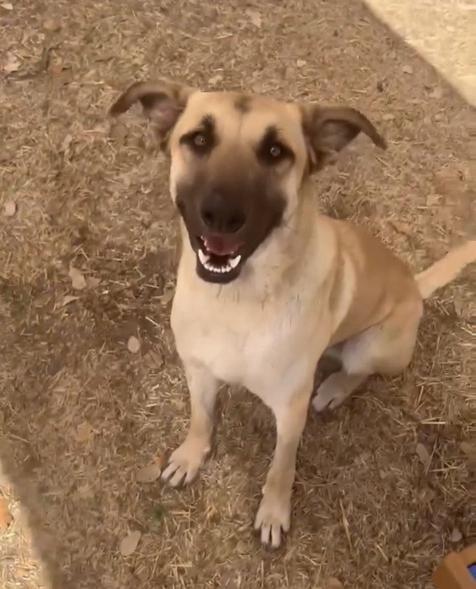 _taysmyoxygen1d's tweet photo. 🆘🚑 INJURED DOG TO BE KILLED TODAY 2.25 BY #SANANTONIO ACS #TEXAS‼️

NICK 🍭#A794965 4yo, 68.7lb

🚨Not eating, non-weight bearing RH
Underlying pelvic fx vs RH lux
 
#AdoptDontShop 📧acsadoptions@sanantonio.gov

#Foster 📧acsfoster@sanantonio.gov

#PledgeForRescue #ShepherdDogs https://t.co/0kmgabZnN1