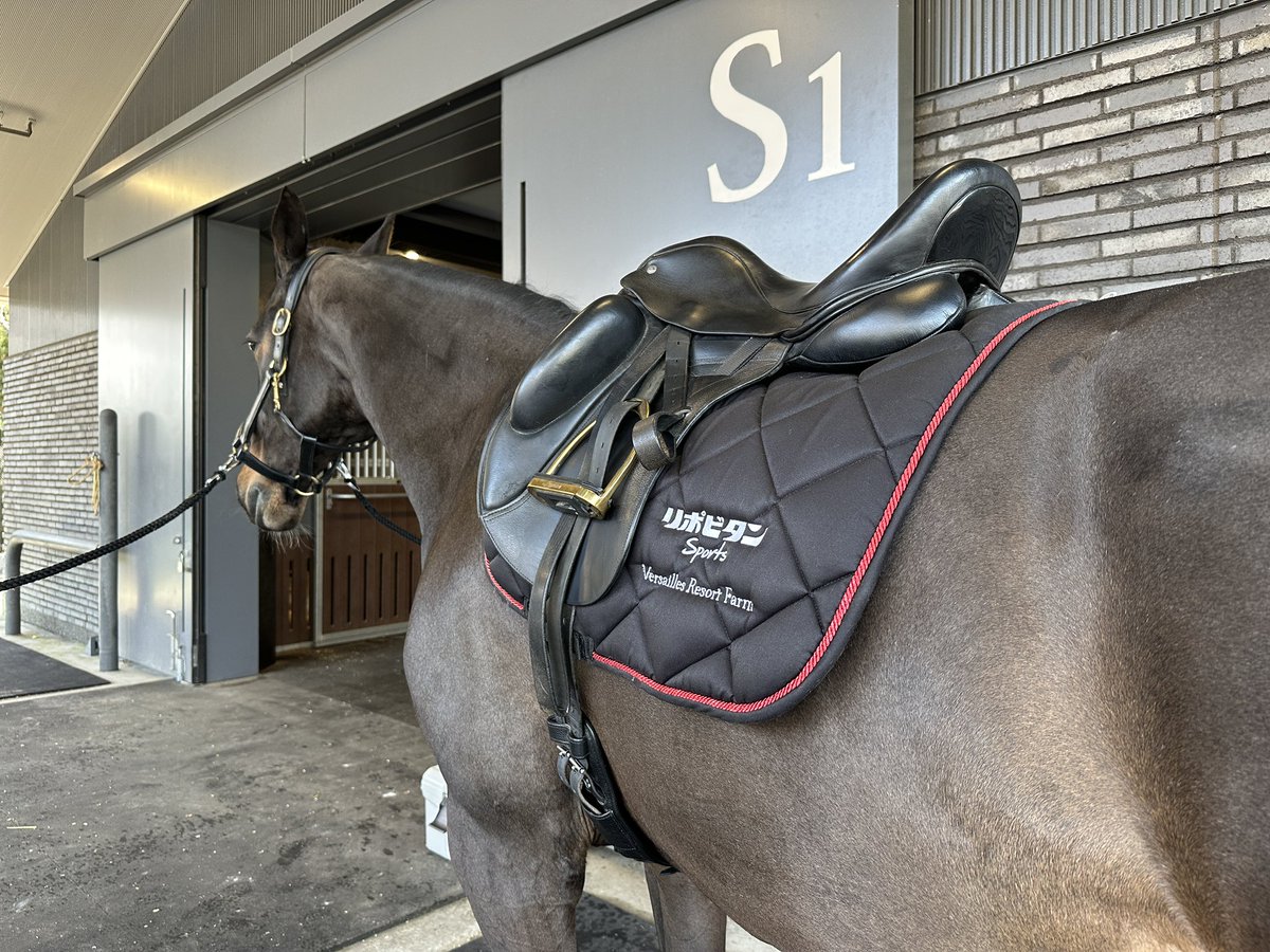 馬場馬術強化合宿2026🐴

去年は見学のみで参加したこの合宿！
今年はグローリアスといっしょに参加できて
本当に楽しかったです🙌

インテグリティ講習も含め、実りある2 daysでした✌️

改めて競技を続けられるいまの環境と、
牧場で頑張ってくれているスタッフの皆さん、