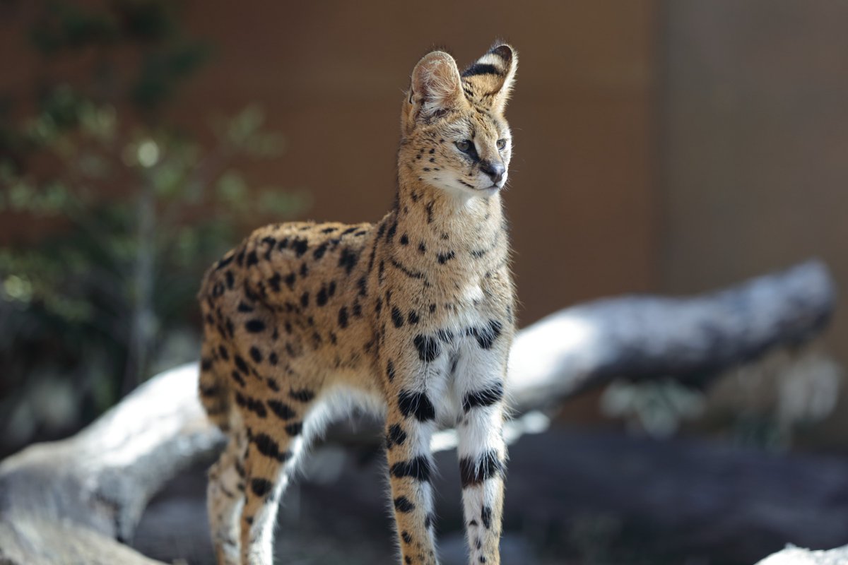 スリムなイアちゃん
＃那須どうぶつ王国　＃サーバル