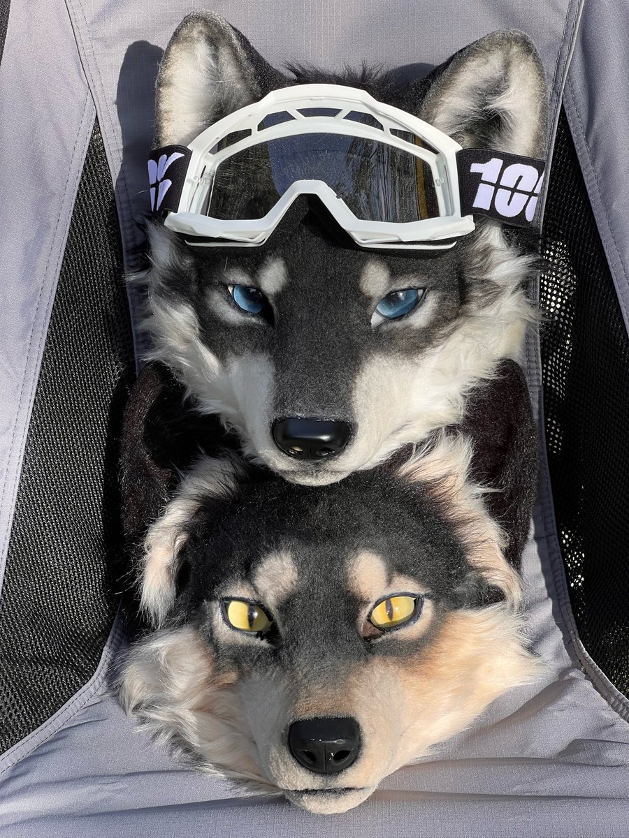 Kohaku 琥珀 tweet media