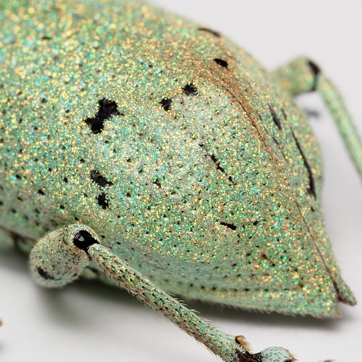 ペルーのラメラメのゾウムシ
禿げてなくて良き