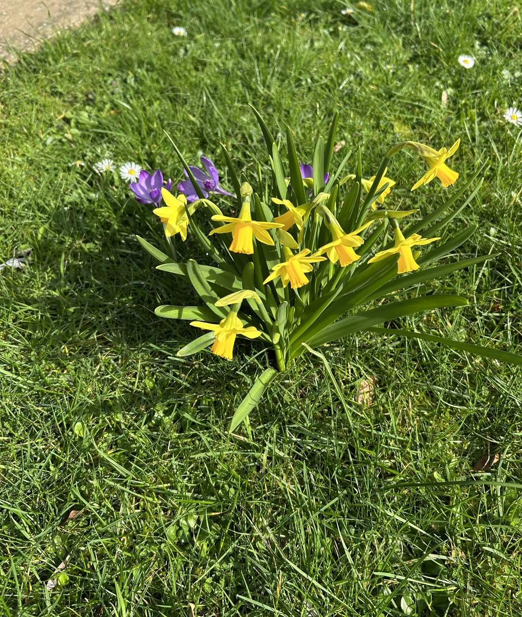 Artandnature66's tweet photo. Spring is springing 😊
#nearlyspring #flowers #daffodils #crocus #ukspring https://t.co/u66kpsX0A0