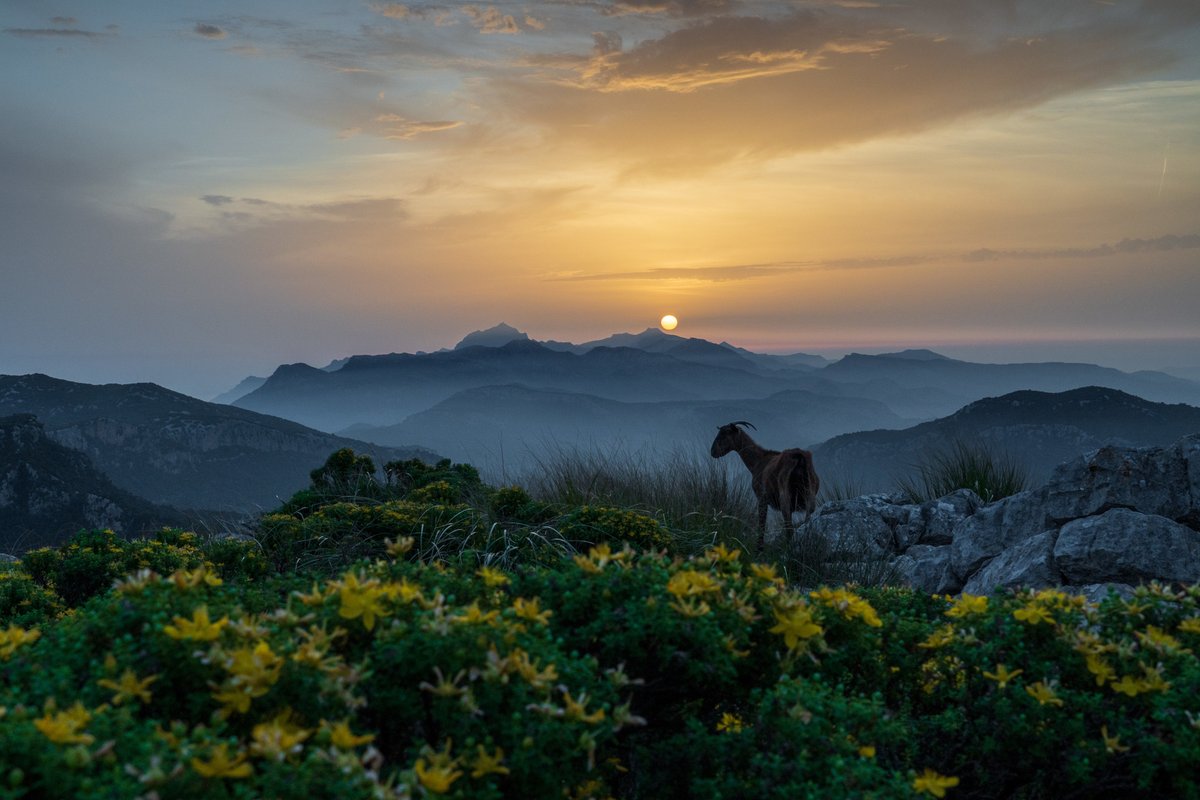 Serra de Tramuntana | Mallorca tweet media