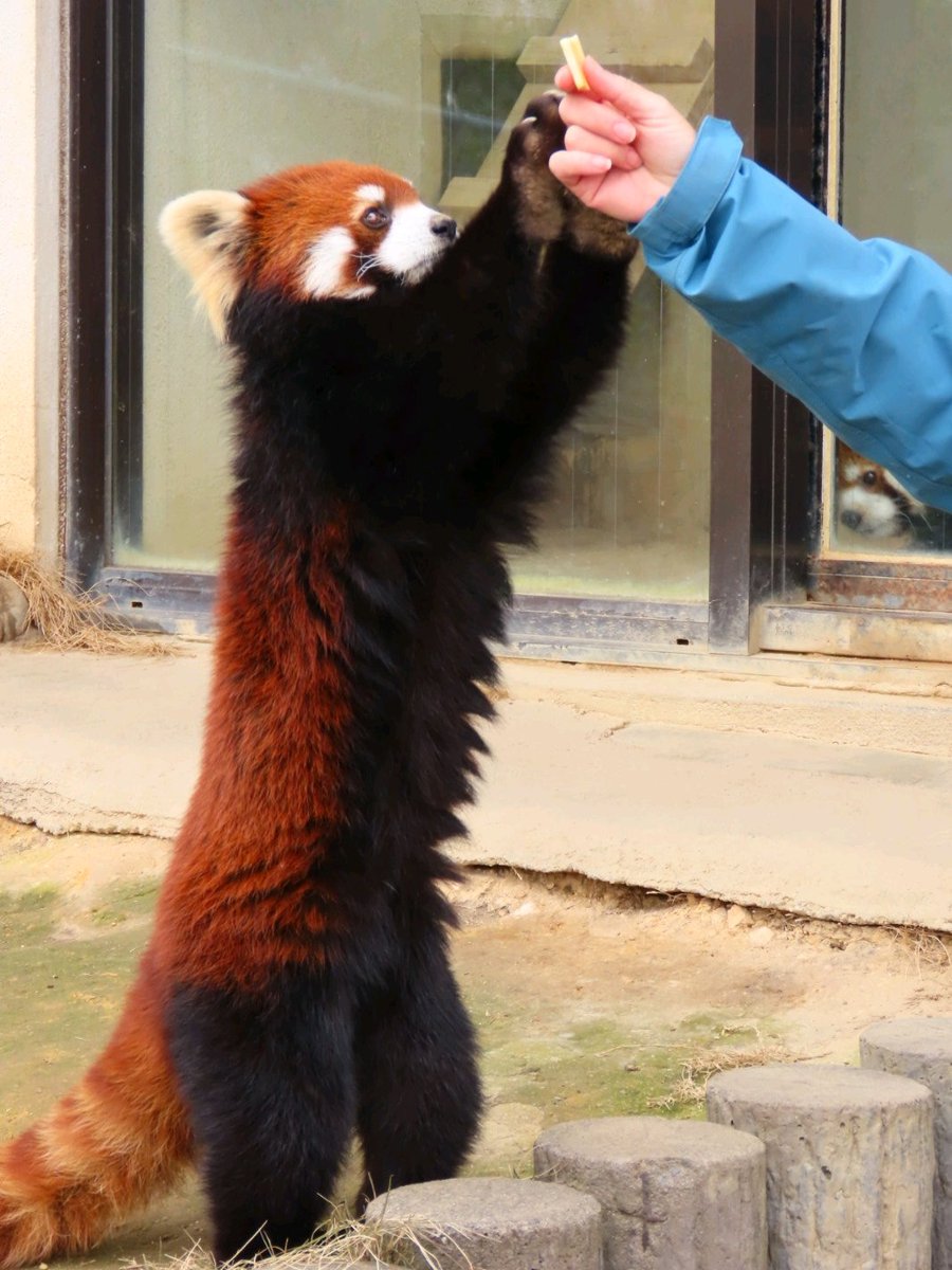 アケビちゃんのお立ちリンゴかわいい😊 2026.02.23