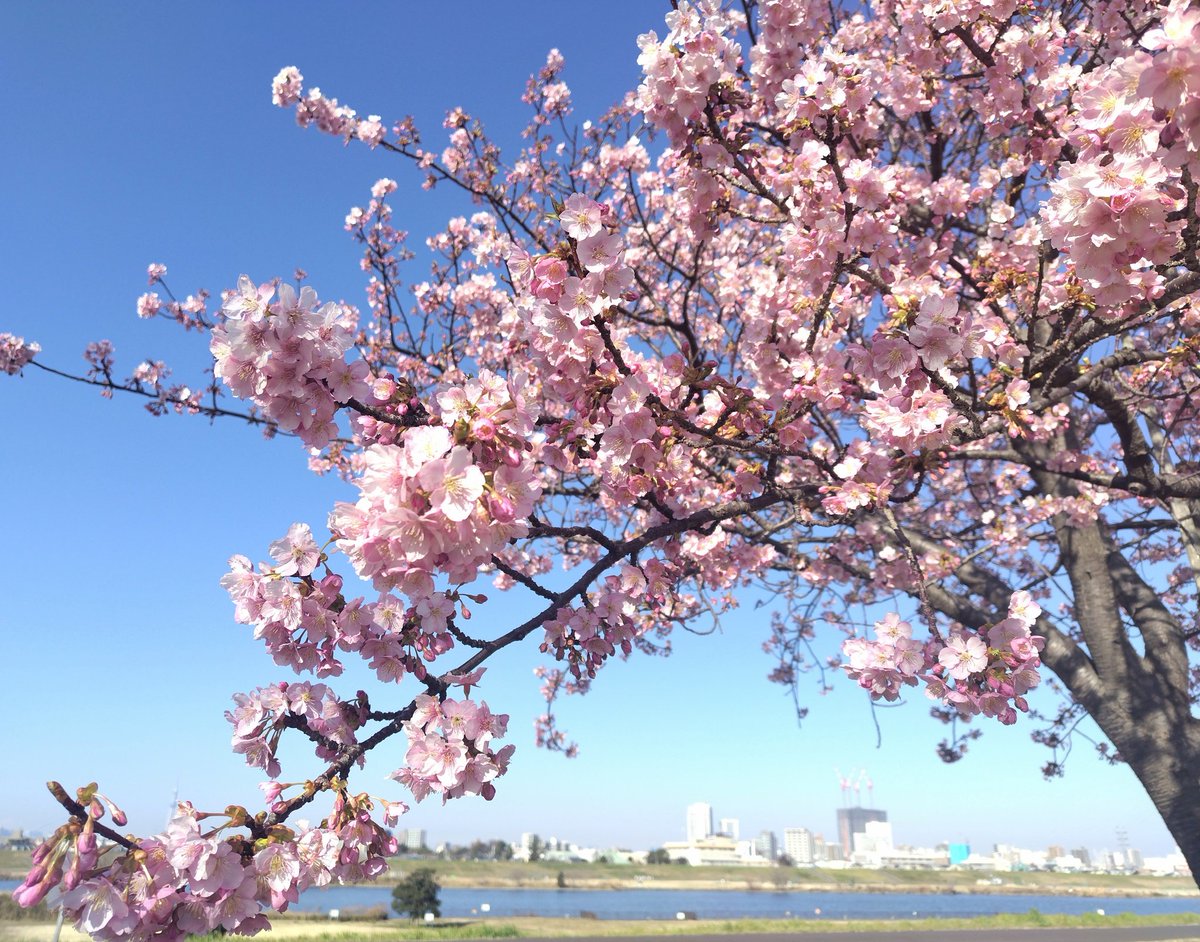 itonomitree's tweet photo. 連休中、江戸川に咲いてた河津桜
サイクリングが楽しくなってくる季節です https://t.co/Dpl3ZoYUtD