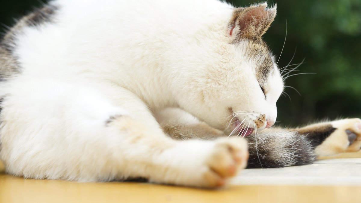 r2605s's tweet photo. @nauru_japan 石垣のねこ https://t.co/ETWlbYAzKe