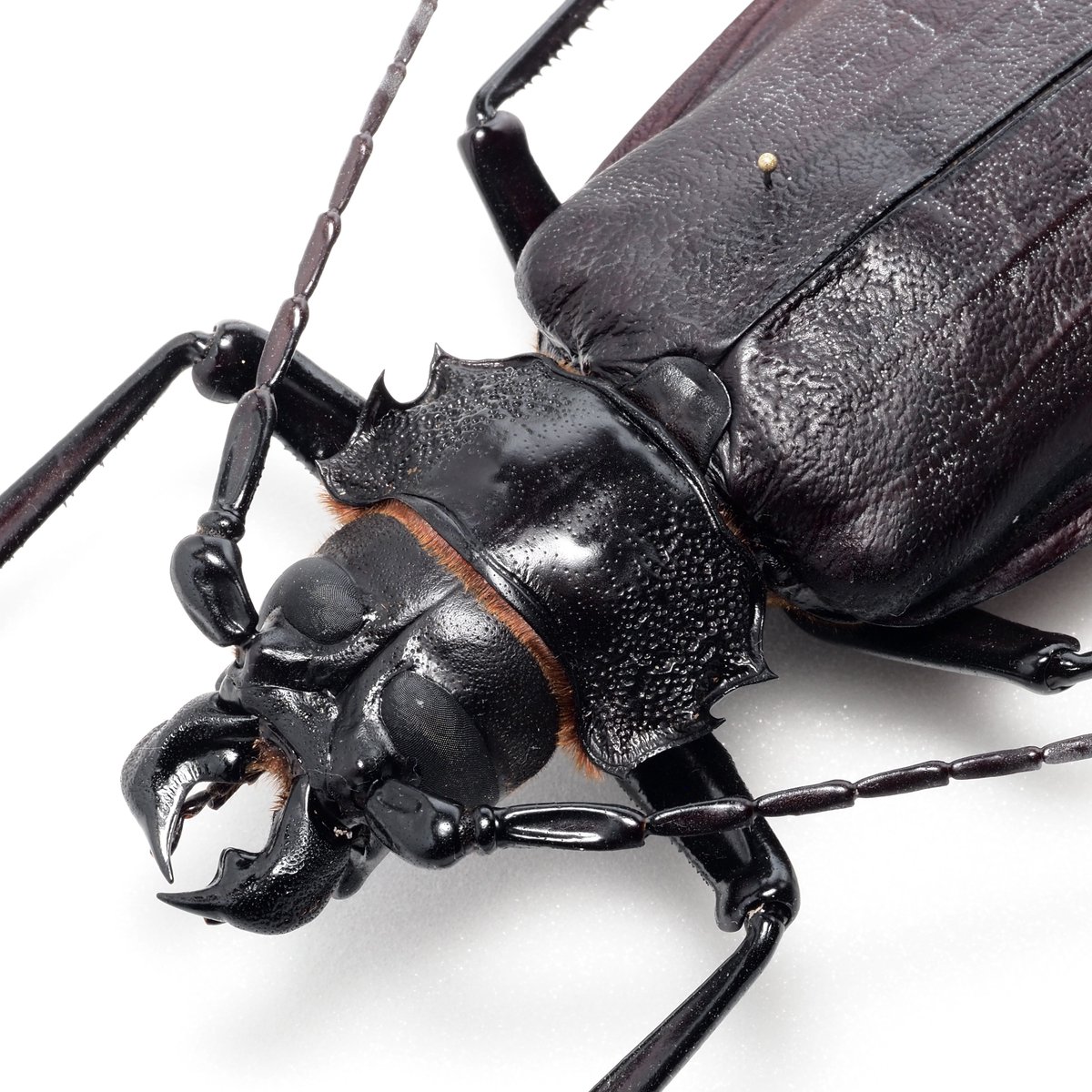 Titanus giganteus / French Guiana🇬🇫 世界最大の甲虫*として知