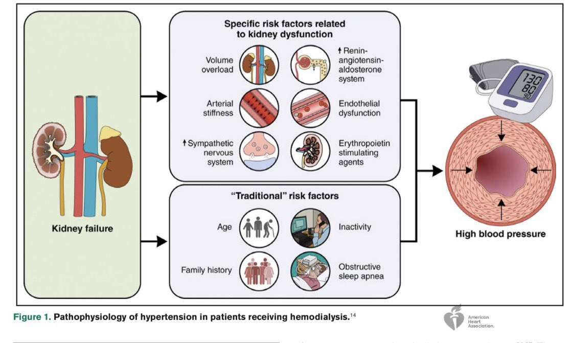 JonathanNefro's tweet photo. La cifra meta para el control de presión arterial en diálisis es un misterio, el motivo es simple: no tenemos claro cuándo medirla, cómo hacerlo, ni cómo interpretarla. Además, ausencia de ensayos clínicos convincentes

Hypertension 2026
10.1161/HYPERTENSIONAHA.125.24344 https://t.co/Y2IRQbNhAc