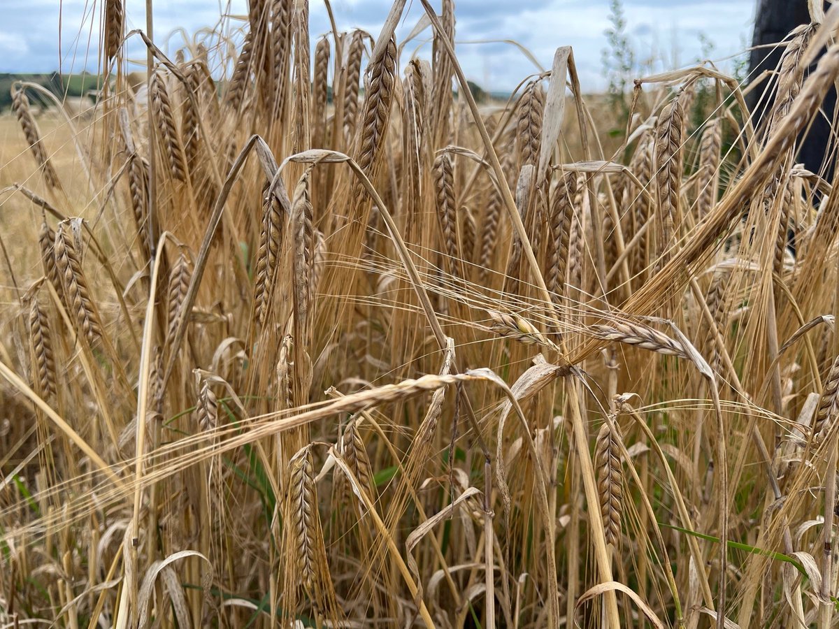 CAP Network Ireland tweet media