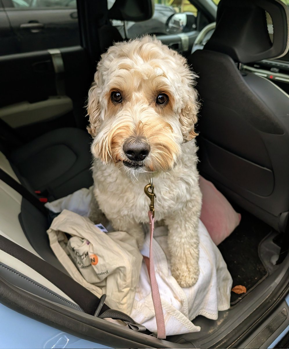 brunodoodle's tweet photo. Youhoe! Ben er weer...
hebben jullie mij een beetje gemist? https://t.co/qi18ydyYXL