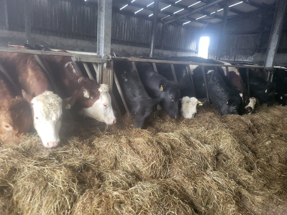 Liam de Lása tweet media