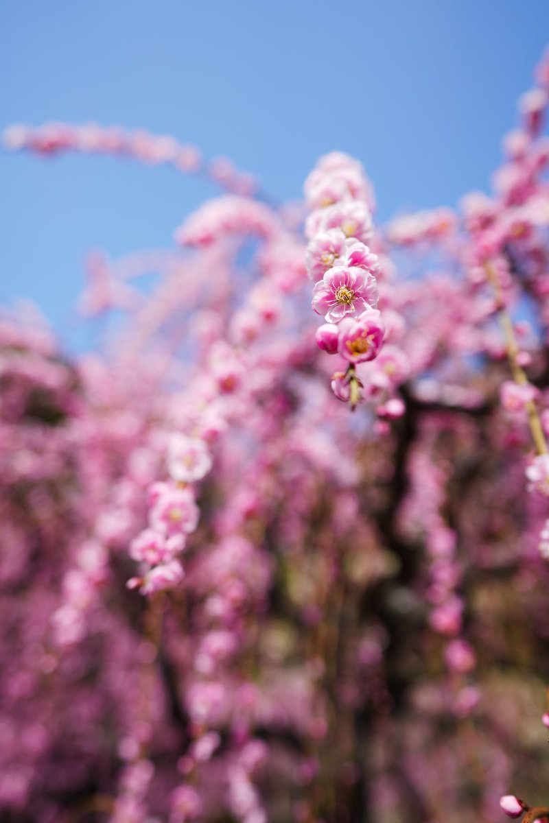 Miefujicco's tweet photo. 結城神社

#三重県　#津市　#SEL24F14GM https://t.co/lmFHizu7iE