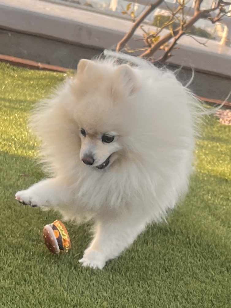 gooo_choki_paaa's tweet photo. ハンバーガー🍔の値段上がってしまったんやて。🐶の🍔はセーフやねん。
#ポメラニアン https://t.co/mAesIPOYDm