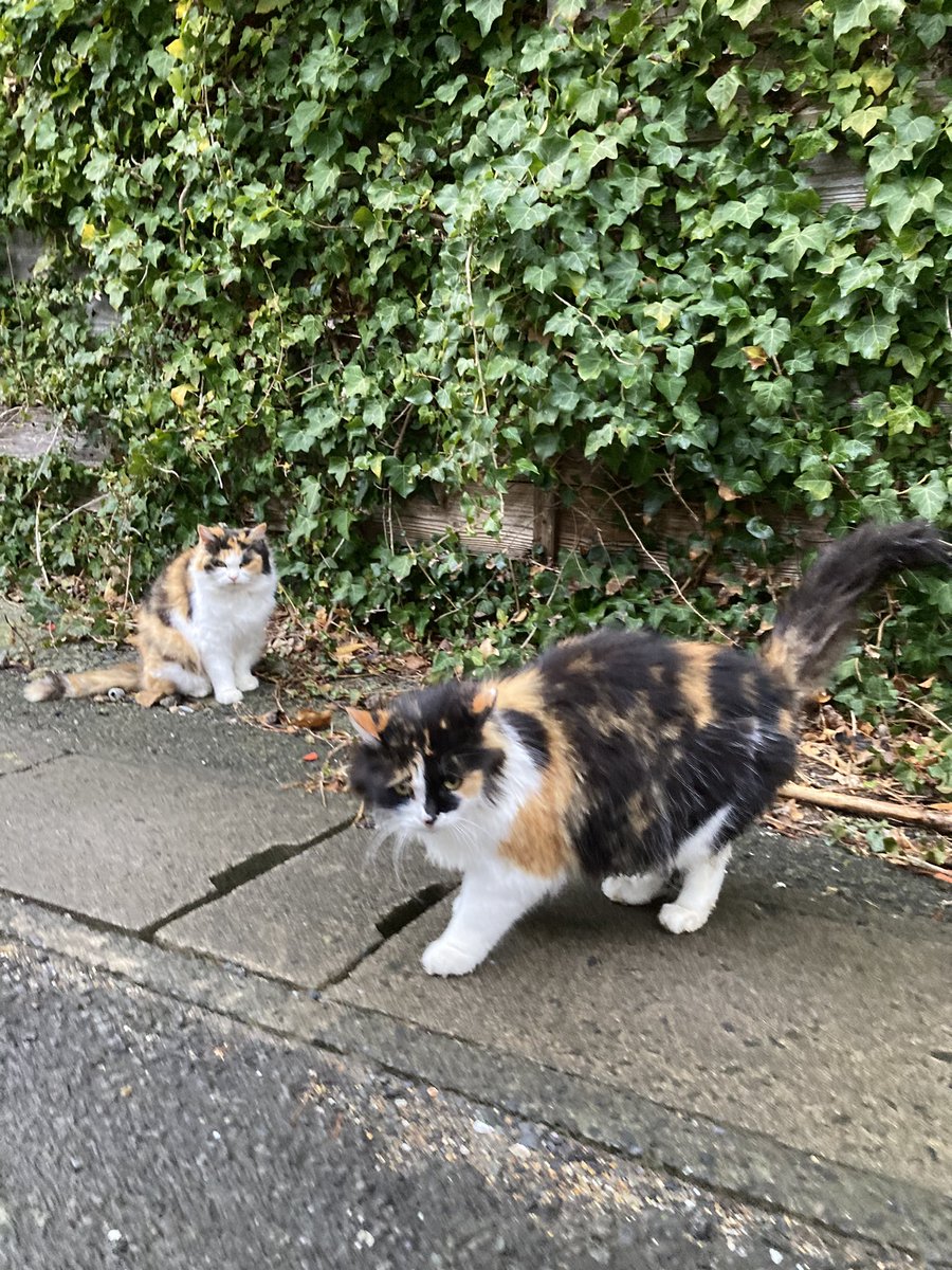 今夕の #仁斗田地区 #ポンプ置場 二代目ちゃめこ、ハル、ホクちゃん