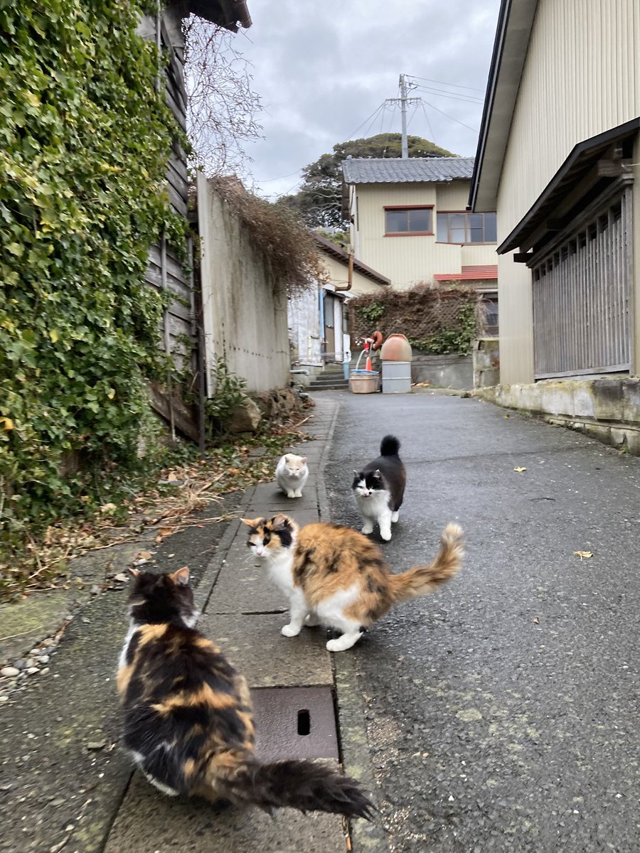 今夕の #仁斗田地区 #ポンプ置場 二代目ちゃめこ、ハル、ホクちゃん