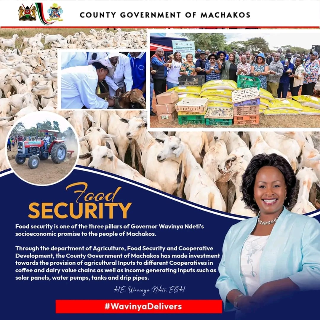 methumuke's tweet photo. Under the leadership of Governor @Wavinya_Ndeti Machakos County continues to make significant strides in strengthening food security across the region. In a major boost to agricultural productivity...
#MachakosCountyAddress https://t.co/y0gDO6KlzP