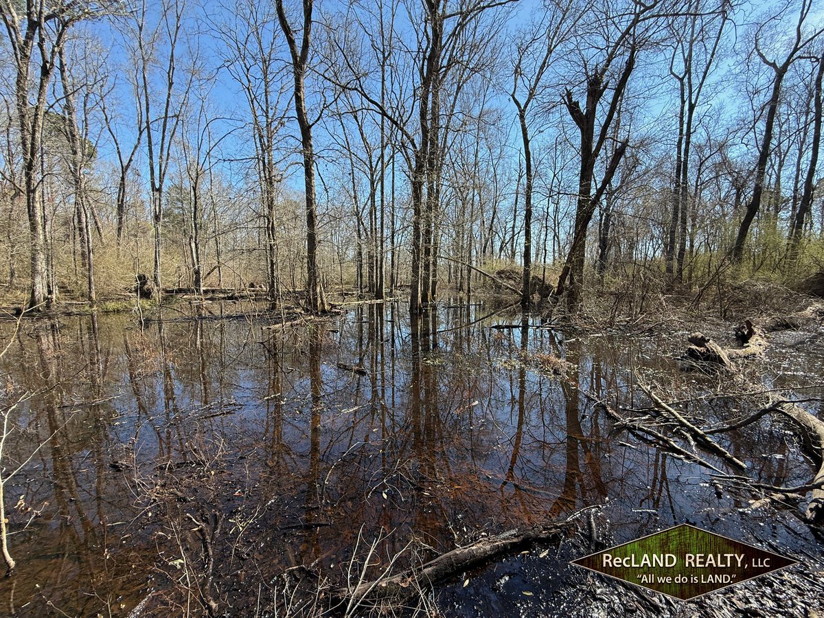 One of the tracts I listed last week has a series of beaver ponds on one end. It’s terrible for the red oak that they’ll eventually kill but great for the cloud of wood ducks that blew out of there when I walked in.