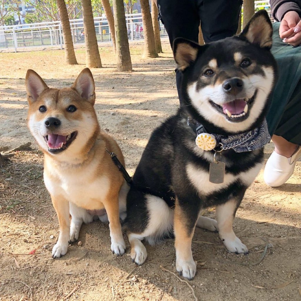 FINNuhni's tweet photo. $KURO is so free at ts price https://t.co/A7mKKlFIeu